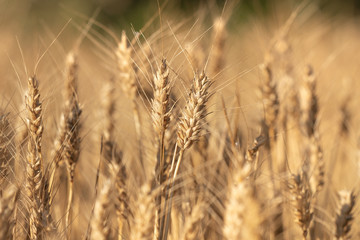 Dry wheat field close up
