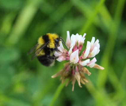 small garden bumblebee, Bombus hortorum, collecting nectar from a white clover flower in spring