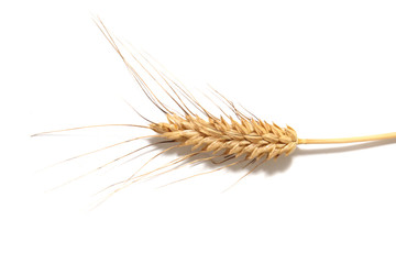 Obraz premium Dry wheat over white background