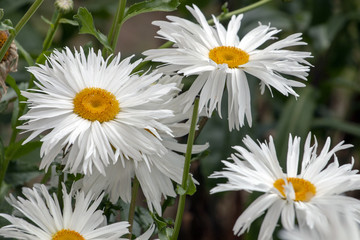 Obraz premium Shasta white daisy
