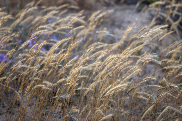 Fototapeta na wymiar European marram grass