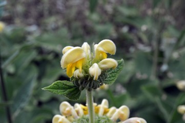 Fototapeta na wymiar floor flower, yellow flowers of the fire herb (Phlomis Russeliana)