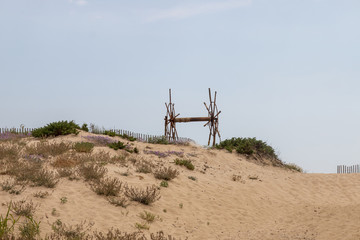 Fototapeta na wymiar sand dune vegetation