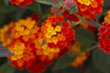 Lantana camara flower