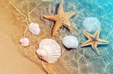 Crédence de cuisine en verre imprimé Salle de bain étoile de mer et coquillage sur la plage d& 39 été dans l& 39 eau de mer.