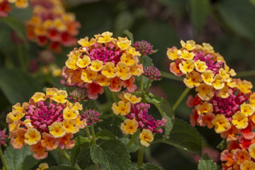 Obraz premium Lantana camara flower