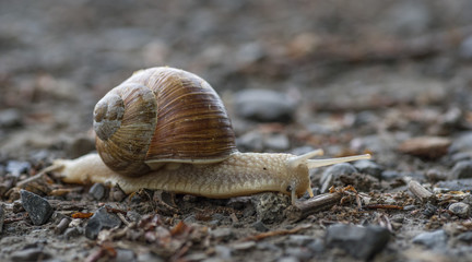 Weinbergschnecke II