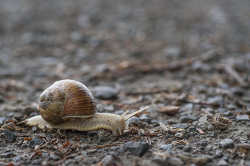 Weinbergschnecke I