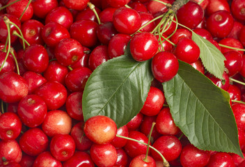 background from fresh red cherries