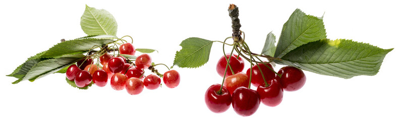 fresh red cherries on a white background