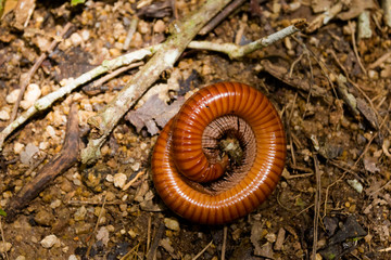 Worm on Gunung Jasar trekking