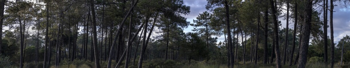 Panorama of pine forest