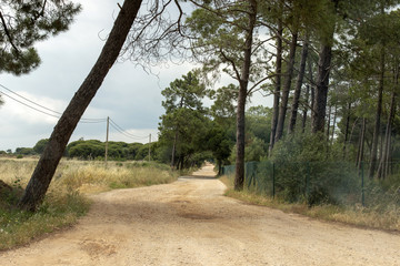 Road with pine trees