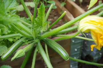 jeunes courgettes