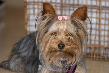 Small cute doggy