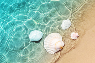 starfish and seashell on the summer beach in sea water. - obrazy, fototapety, plakaty