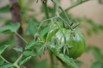 Jeune tomates 