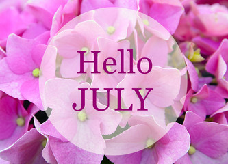 Hello July greeting on natural pink hydrangea flowers background.Summer concept. Selective focus.