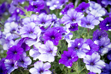 Fototapeta premium Night Sky Petunia