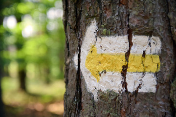 Oznaczenie szlaku. Strzałka namalowana na drzewie. © shake_pl
