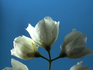 White petals of Jasmine buds. Photo on a blue background.