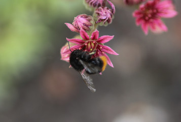 close up of red tailed bumblebee (Bombus lapidarius), collecting nectar from a creeping thistle flower in spring
