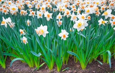 Spring blooming flowers, white daffodils flowers in green grass, springtime blooming narcissus flowers in garden nature background, Top view.