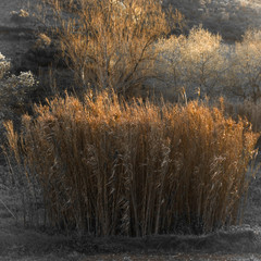 Reeds on sunset