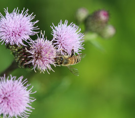 macro of western honey bee or European honey bee (Apis mellifera) on flower