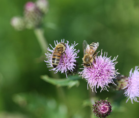 macro of western honey bee or European honey bee (Apis mellifera) on flower