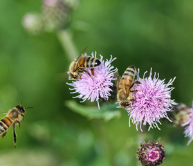 macro of western honey bee or European honey bee (Apis mellifera) on flower