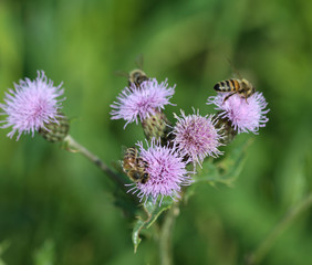macro of western honey bee or European honey bee (Apis mellifera) on flower