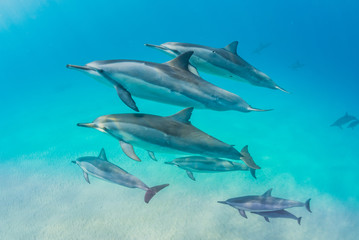 Dolphin pod swimming over sand