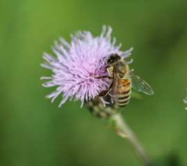 macro of western honey bee or European honey bee (Apis mellifera) on flower