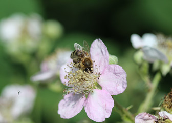 macro of western honey bee or European honey bee (Apis mellifera) on flower