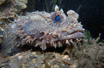 Frogfish-Eastern Frogfish-Batrachomoeus dubius in Sydney, Australia