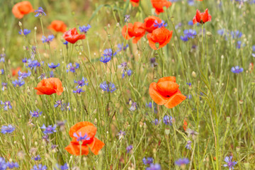 Cornflowers and poppies blooming in the field / Landscape.