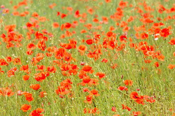 a fields full of blooming red poppies.