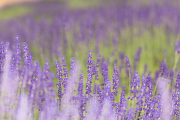 flourishing fields of lavender