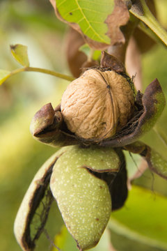 walnut in bolster