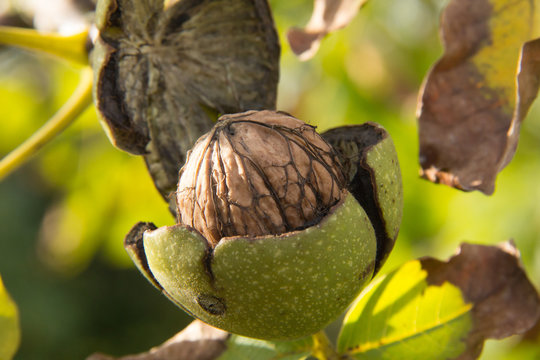 walnut in bolster