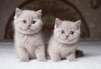 Fototapeta na wymiar British shorthair kittens, lilac color, indoor.
