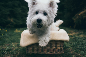 Puppy in Basket