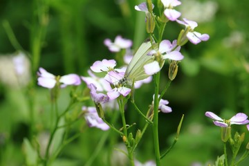 Schmetterling an der Blüte