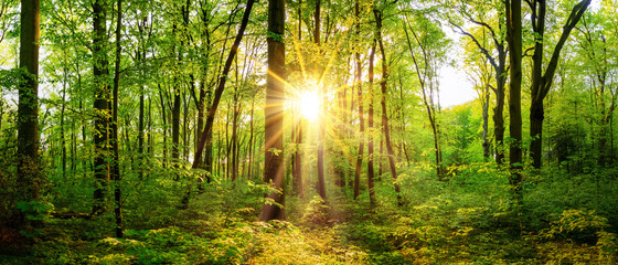 Fototapeta premium Piękna lasowa panorama na wiosnę z jaskrawym słońcem błyszczy przez drzew