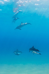 Dolphins diving from surface of water