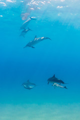 Fototapeta premium Dolphins diving from surface of water