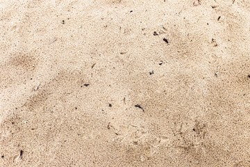sandy beach