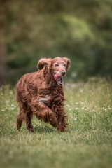 Irish Setter beim Spaziergang