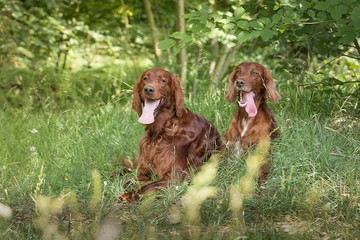 Irish Setter beim Spaziergang